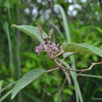 Callicarpa tomentosa (L.) L.